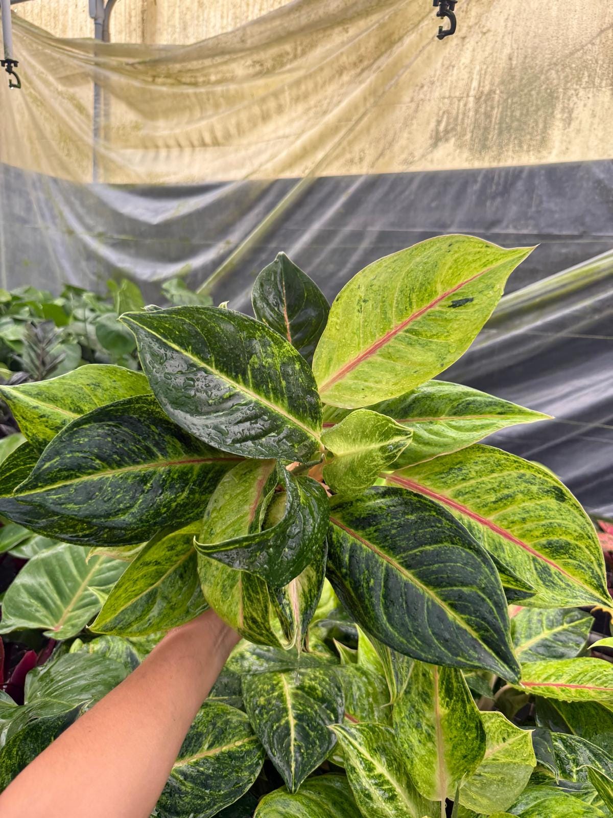6" Aglaonema Green Papaya