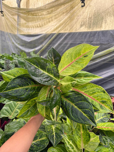 6" Aglaonema Green Papaya
