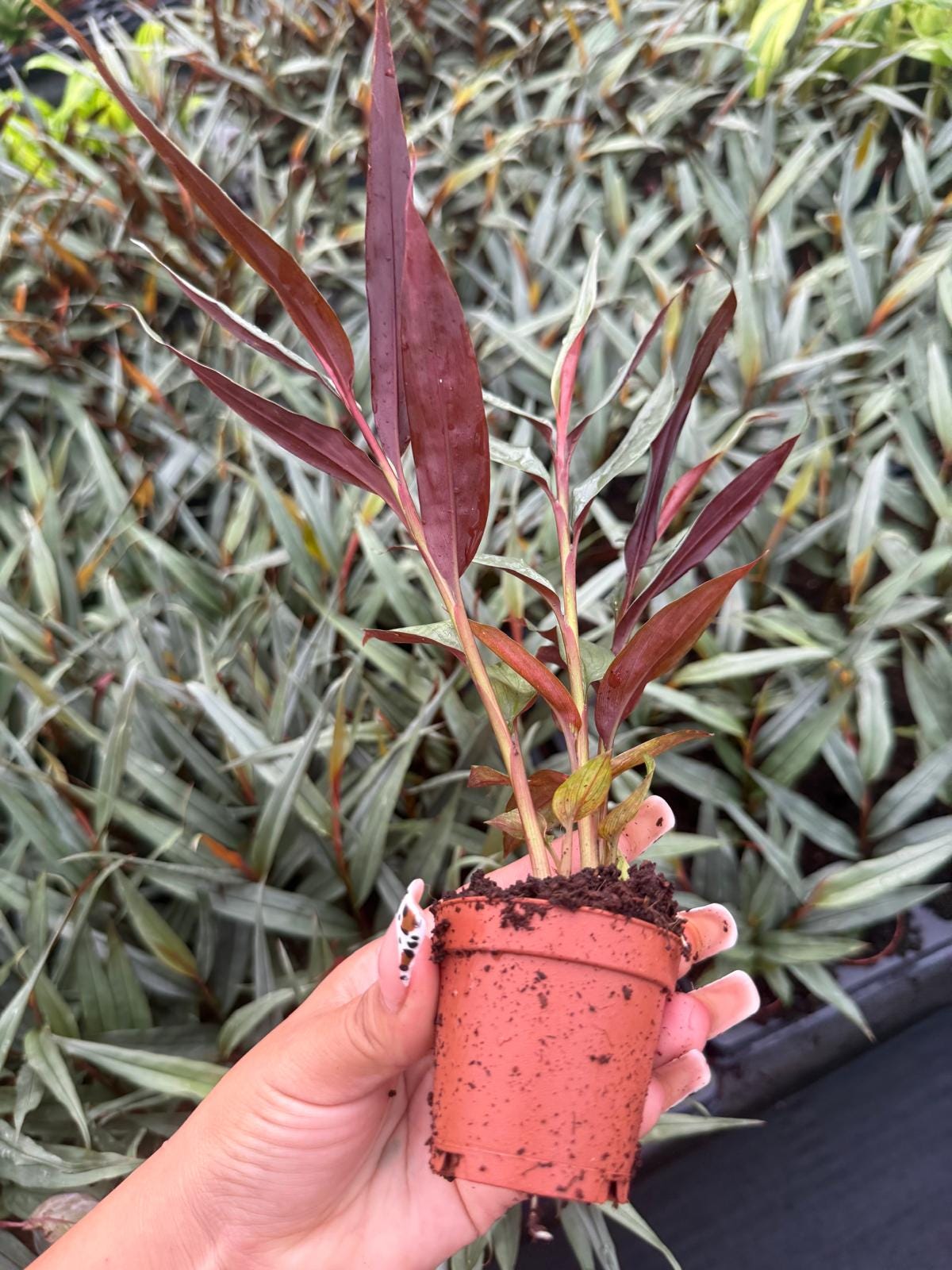 Red Mambo Ginger – Tropical Flowering Plant