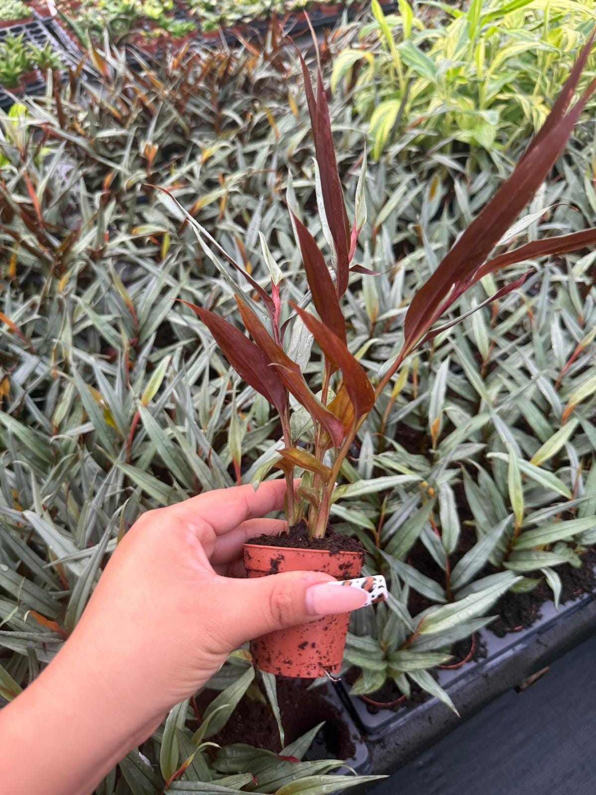 Red Mambo Ginger – Tropical Flowering Plant