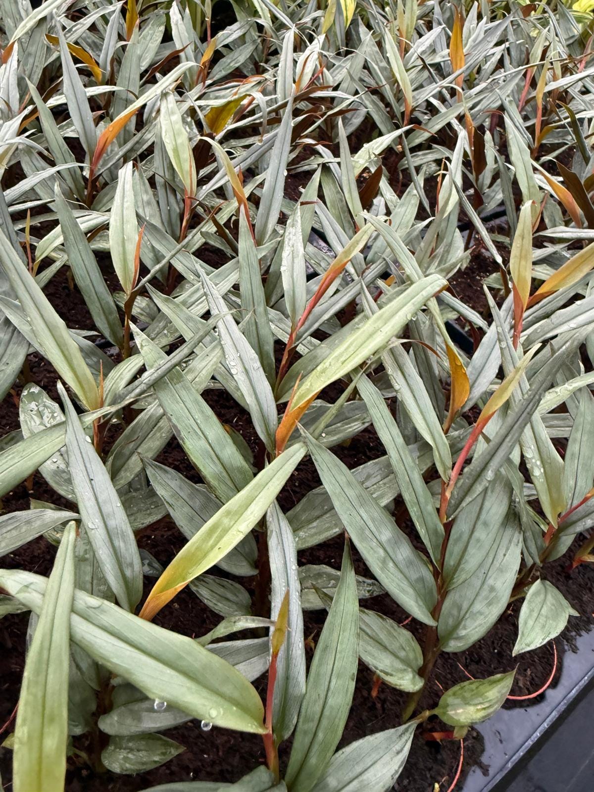 Red Mambo Ginger – Tropical Flowering Plant