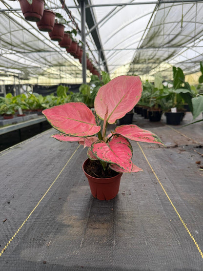 Aglaonema Beauty Pink