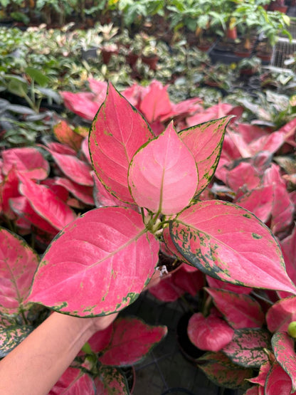 Aglaonema Beauty Pink