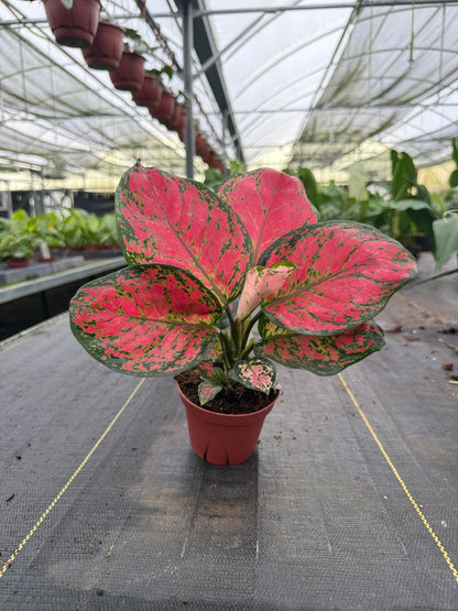 Aglaonema Red Valentine : Indoor Plants - Easy Care Houseplant - Starter Plant ,Live Indoor, Easy to Grow - Beginner Plant