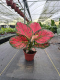 Aglaonema Red Valentine : Indoor Plants - Easy Care Houseplant - Starter Plant ,Live Indoor, Easy to Grow - Beginner Plant