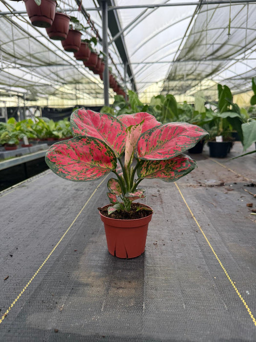 Aglaonema Red Valentine : Indoor Plants - Easy Care Houseplant - Starter Plant ,Live Indoor, Easy to Grow - Beginner Plant