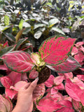 4" Pot Aglaonema Richard