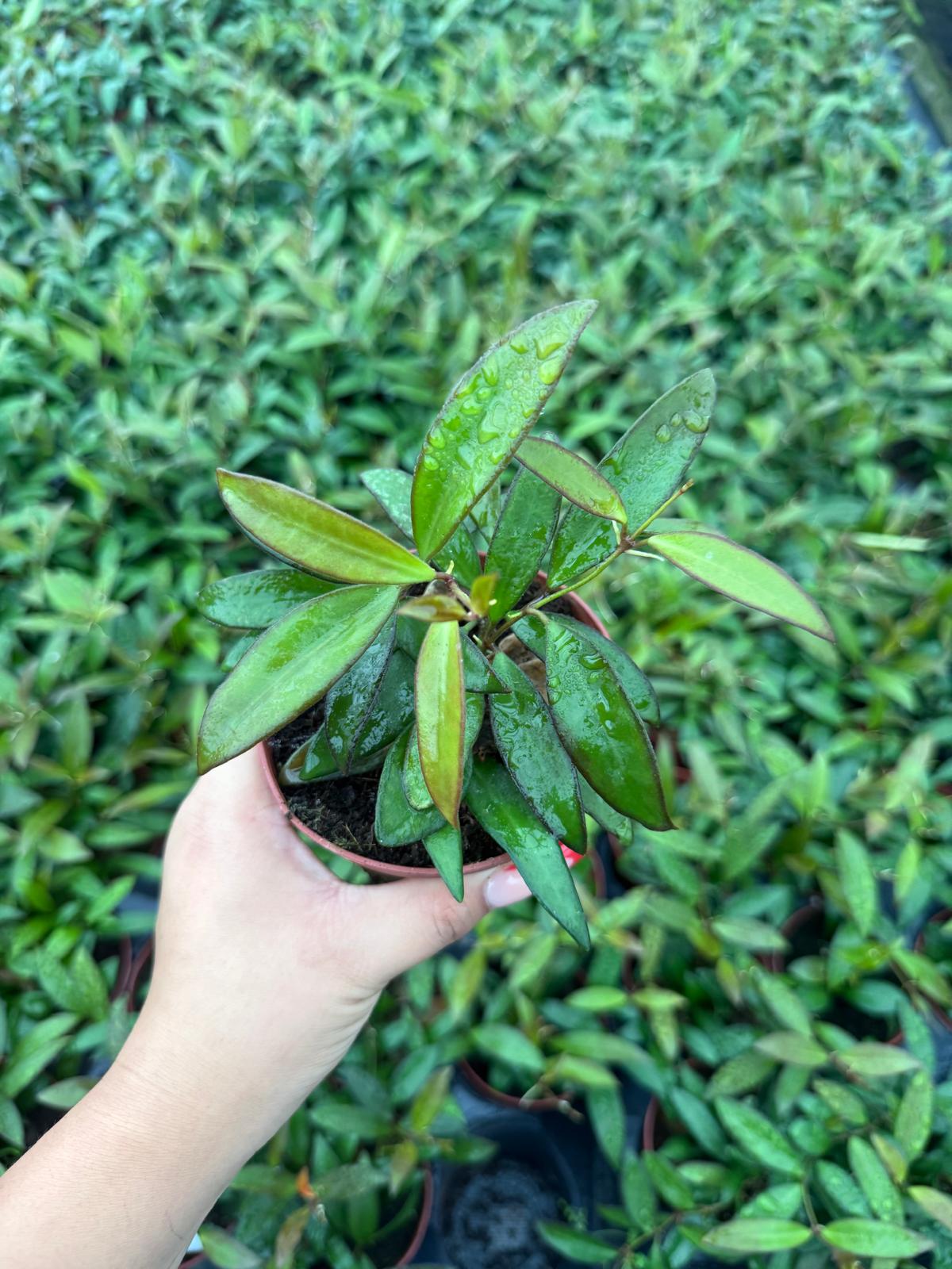 Hoya Wayetti Green