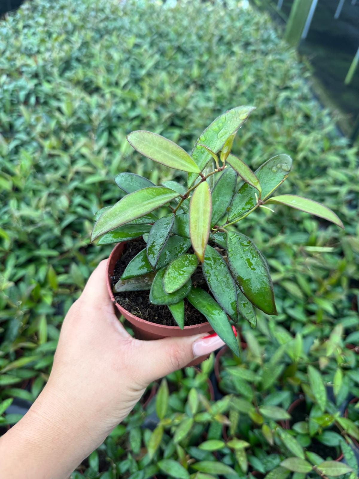 Hoya Wayetti Green