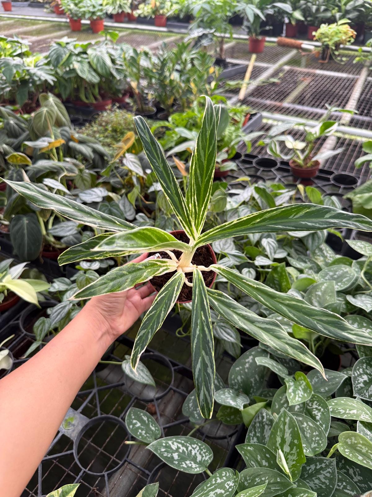 4" Aglaonema Bamboo