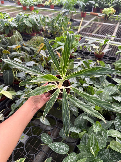 4" Aglaonema Bamboo