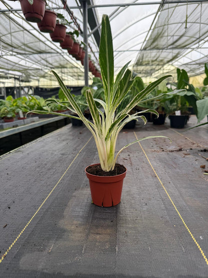 4" Aglaonema Bamboo