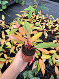 Philodendron Persimmon Princess – Rare Aroid | Soft Pink & Peach Variegation | Easy Indoor Plant