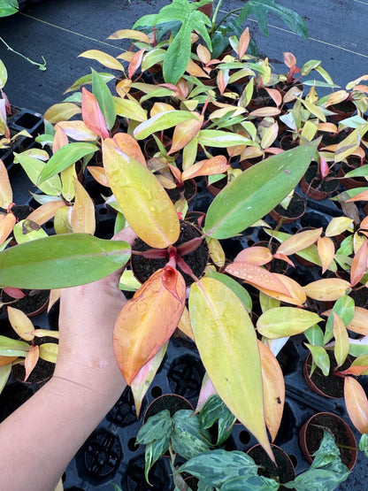 Philodendron Persimmon Princess – Rare Aroid | Soft Pink & Peach Variegation | Easy Indoor Plant