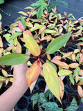 Philodendron Persimmon Princess – Rare Aroid | Soft Pink & Peach Variegation | Easy Indoor Plant