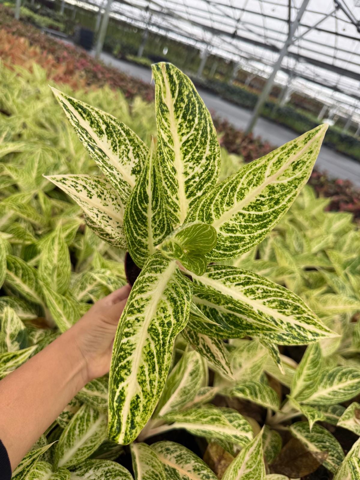 Aglaonema Legacy White - Chinese Evergreen - Live Plant in 4” Pot