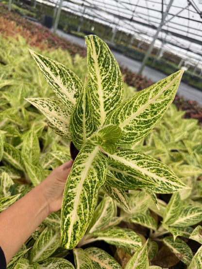Aglaonema Legacy White - Chinese Evergreen - Live Plant in 4” Pot