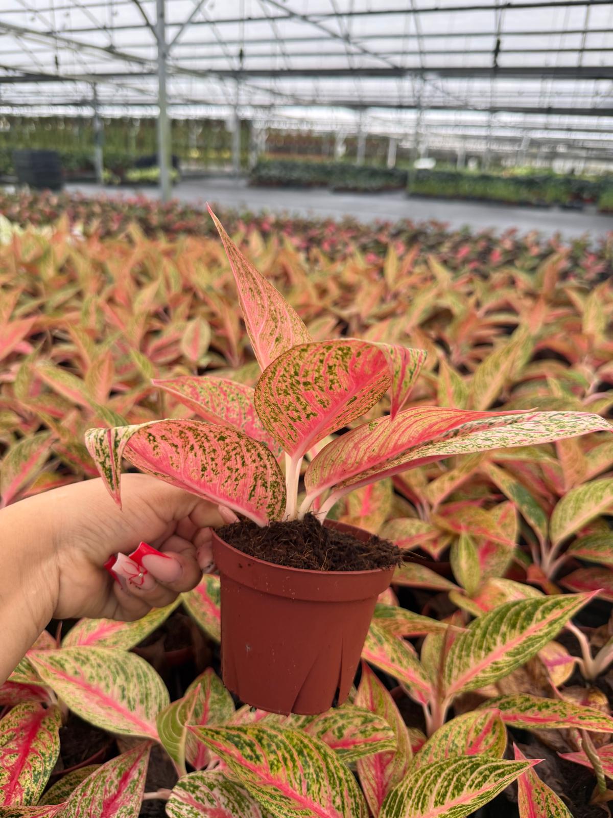 Aglaonema Legacy Pink, Chinese Evergreen - Live Plant in 4" Pot