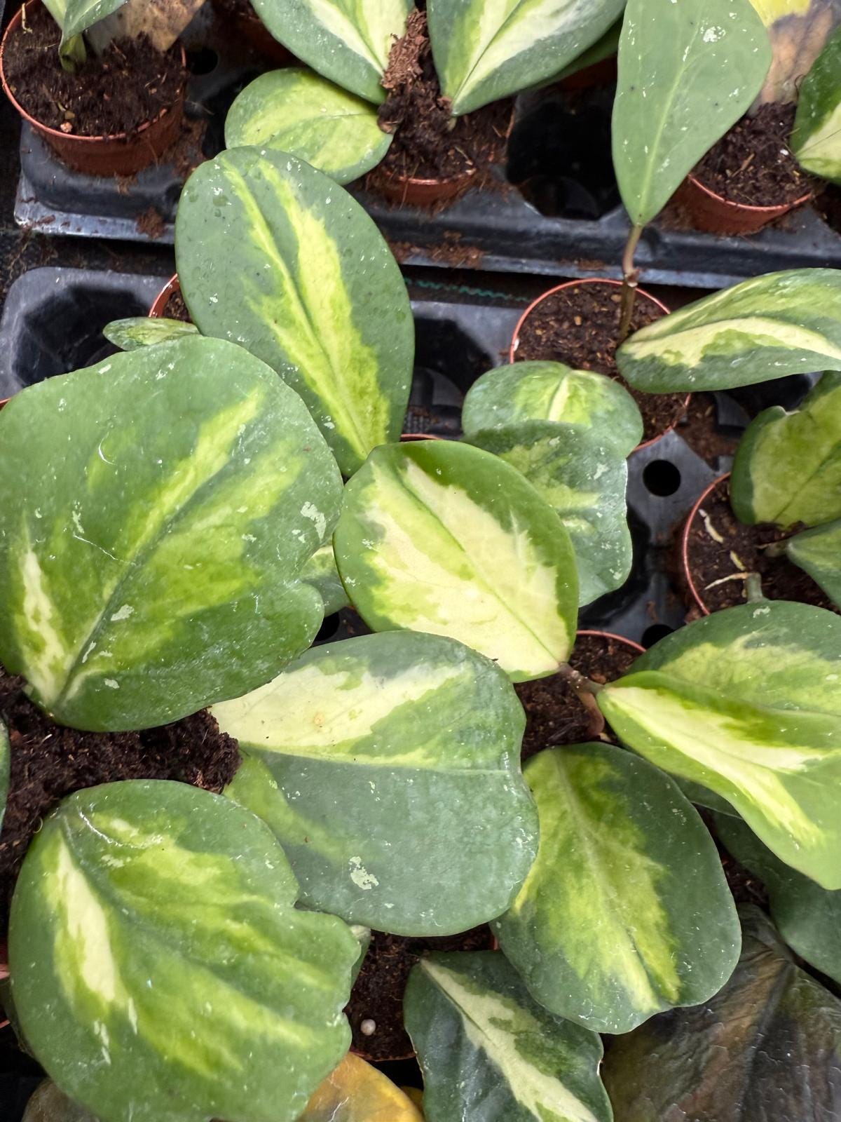 Hoya Obovata Variegated – Wax Plant | Live Plant in 2” Pot