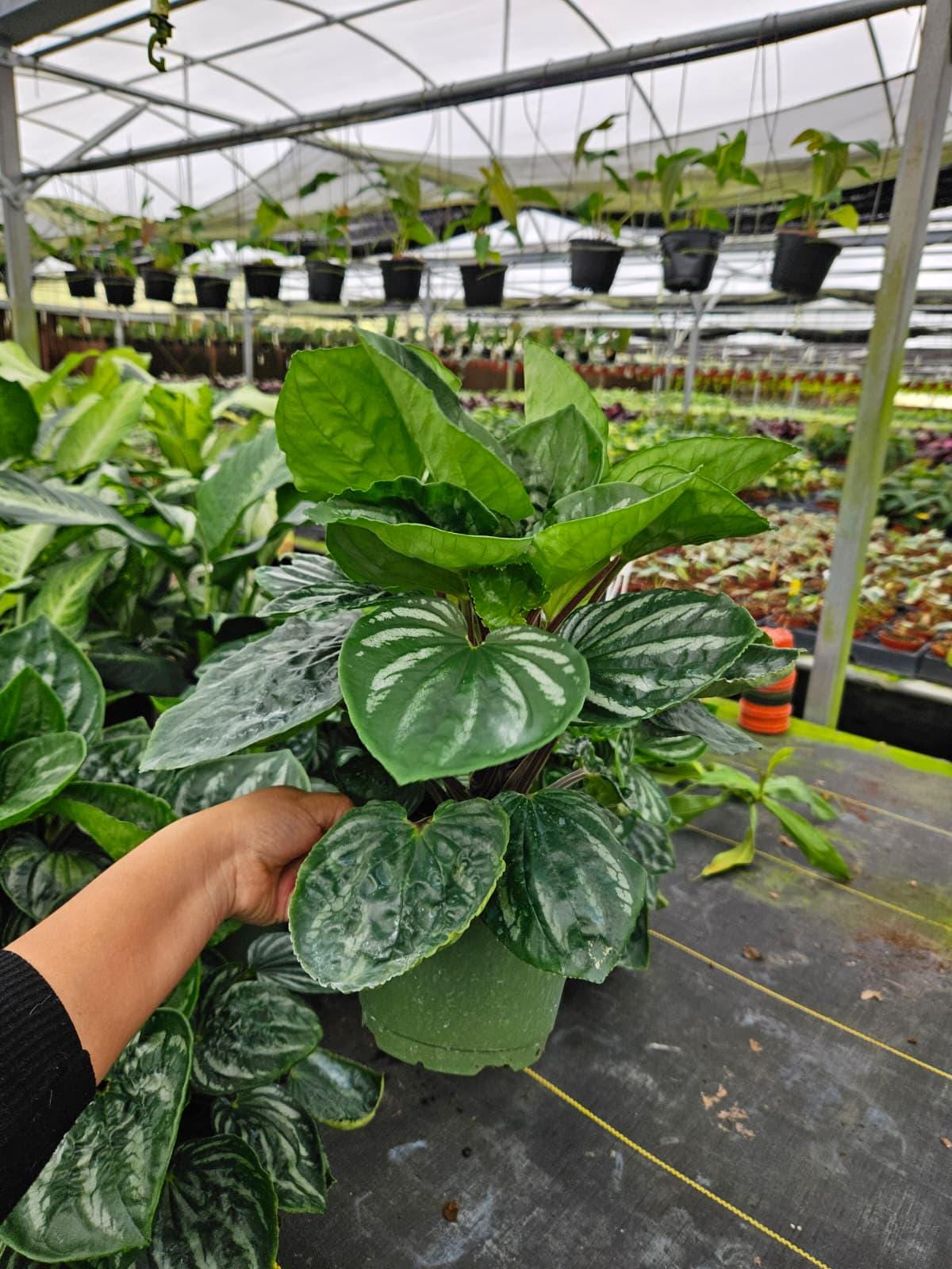 4" Peperomia Ecuador