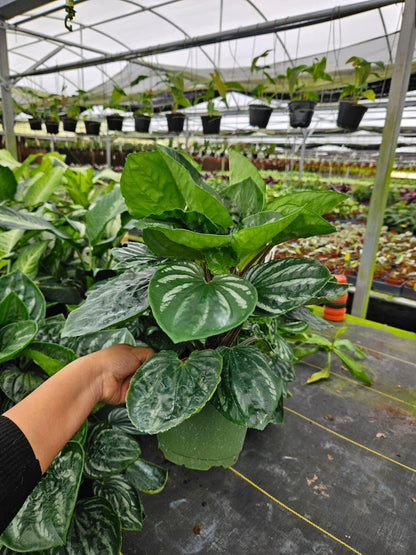 4" Peperomia Ecuador
