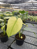 Monstera White Monster - Rare plant