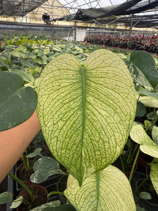 Monstera White Monster - Rare plant