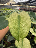 Monstera White Monster - Rare plant