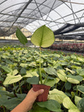 Monstera White Monster - Rare plant