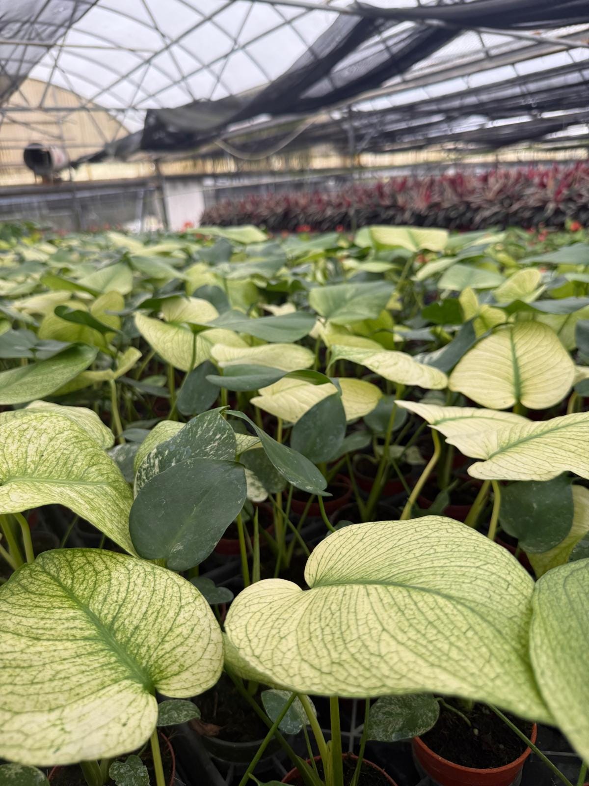Monstera White Monster - Rare plant