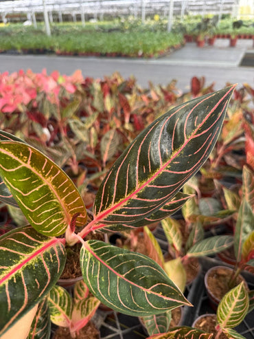 Aglaonema ‘Pride of Sumatra’ – Rare Pink Veined Chinese Evergreen | Tropical Houseplant | Easy Care Indoor Plant | Collector Aroid