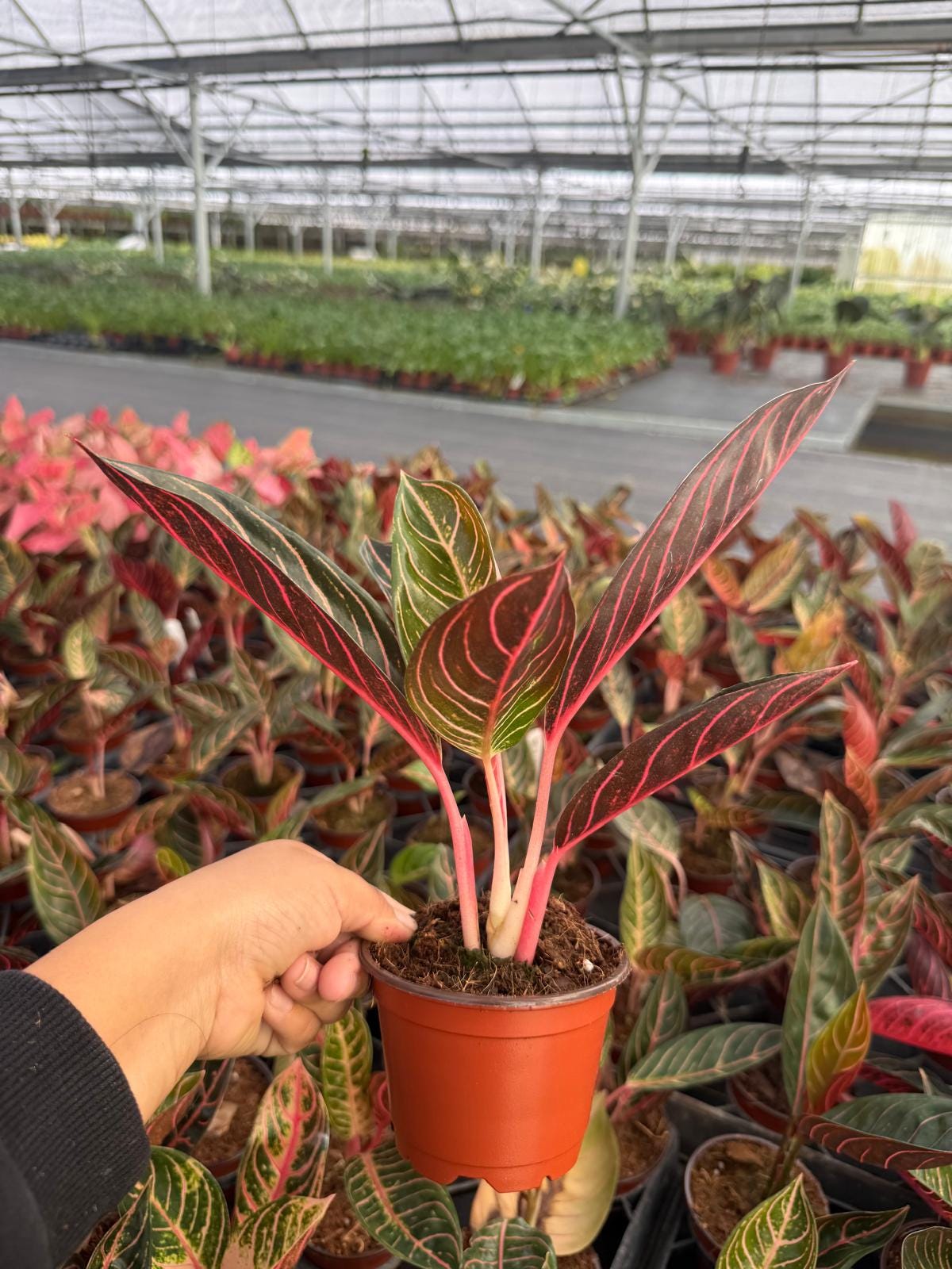 Aglaonema ‘Pride of Sumatra’ – Rare Pink Veined Chinese Evergreen | Tropical Houseplant | Easy Care Indoor Plant | Collector Aroid