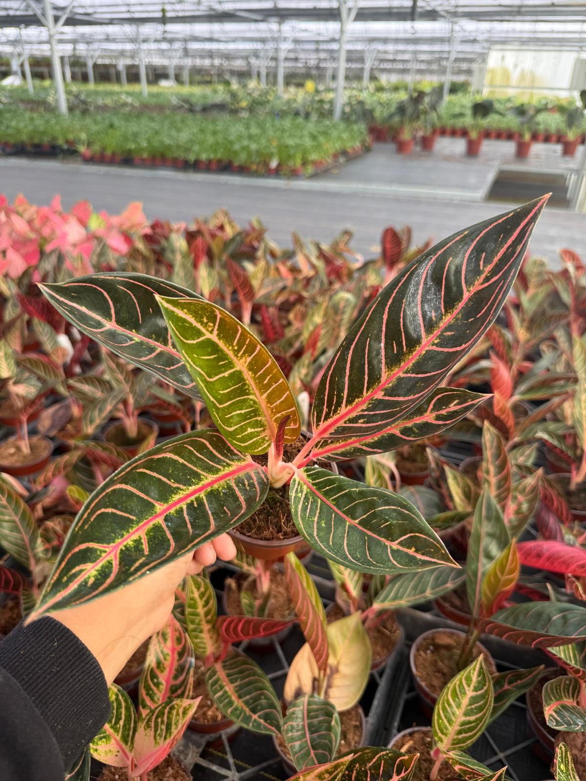Aglaonema ‘Pride of Sumatra’ – Rare Pink Veined Chinese Evergreen | Tropical Houseplant | Easy Care Indoor Plant | Collector Aroid