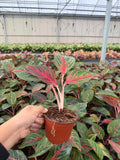 Aglaonema ‘Red Borju’ – Rare Red-Foliage Chinese Evergreen | Tropical Houseplant | Low-Light Indoor Beauty