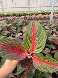 Aglaonema ‘Red Borju’ – Rare Red-Foliage Chinese Evergreen | Tropical Houseplant | Low-Light Indoor Beauty