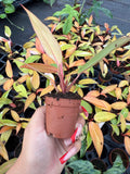 Philodendron Persimmon Princess – Rare Aroid | Soft Pink & Peach Variegation | Easy Indoor Plant