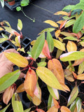 Philodendron Persimmon Princess – Rare Aroid | Soft Pink & Peach Variegation | Easy Indoor Plant