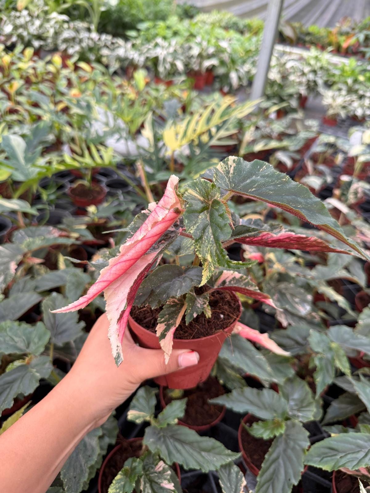 Begonia Ginny Galaxy | Rare Houseplant | Polka Dot Begonia Hybrid