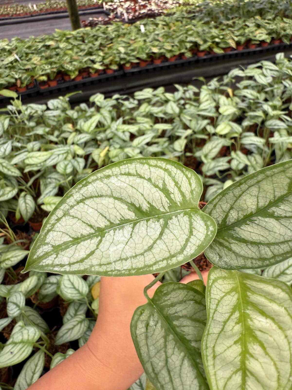 Monstera Siltepecana | Silver Monstera | Climbing Aroid | Live Tropical Houseplant | Easy Care Indoor Plant