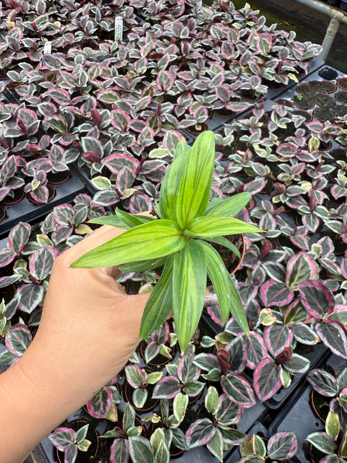 2" Pot Cordyline Fruticosa Harlequin