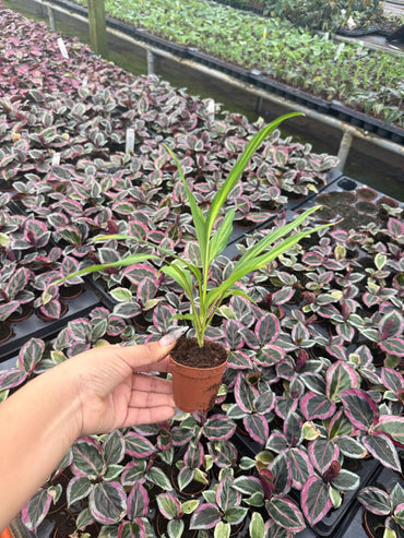 2" Pot Cordyline fruticosa Kiwi