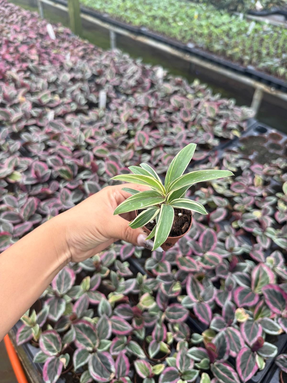 2" Pot Cordyline Chocolate Cream