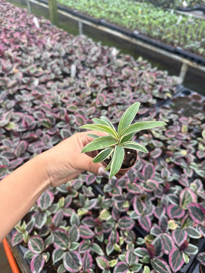 2" Pot Cordyline Chocolate Cream