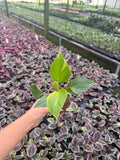 2" Homalonema Gold Variegated