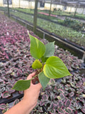 2" Homalonema Gold Variegated