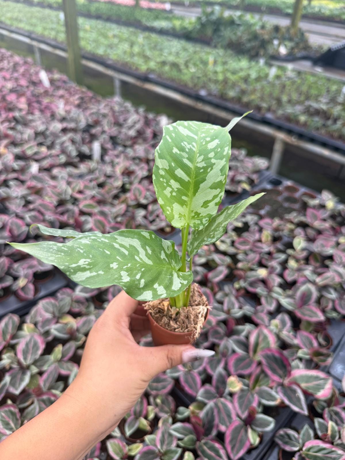 2" Popt Schismatoglottis ‘Sumatran Tiger Rare Tropical Aroid