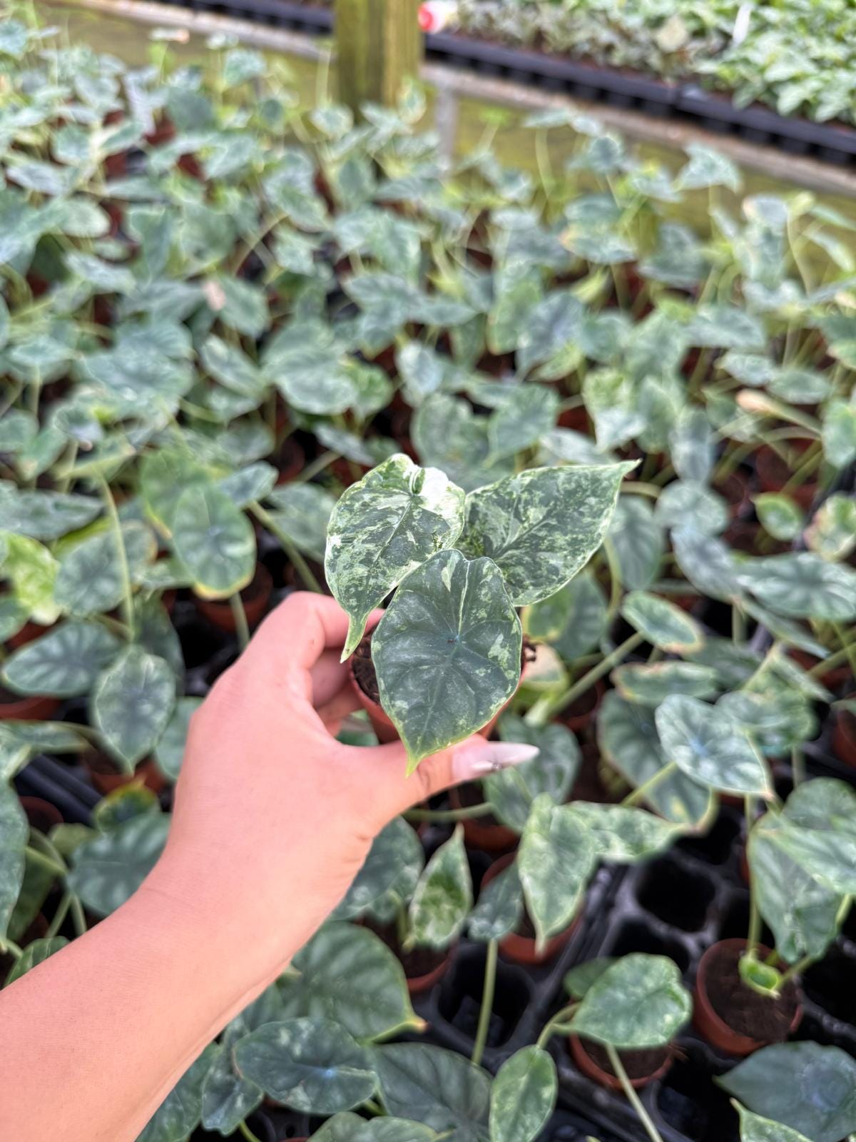Alocasia Dragon Scale Mint Variegated | Rare Alocasia | Mint Variegation | Aroid Collector Plant | Live Tropical Houseplant