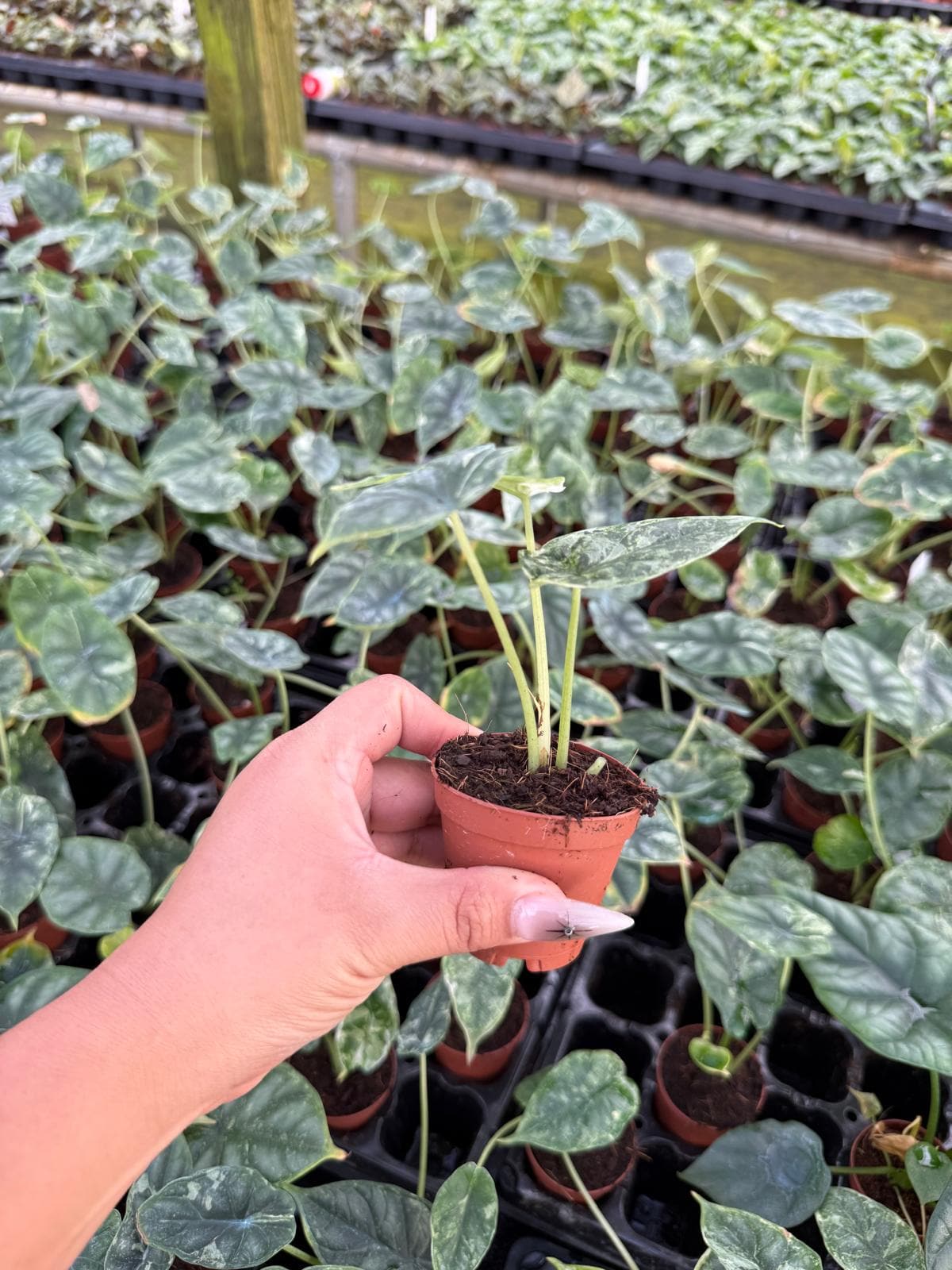 Alocasia Dragon Scale Mint Variegated | Rare Alocasia | Mint Variegation | Aroid Collector Plant | Live Tropical Houseplant