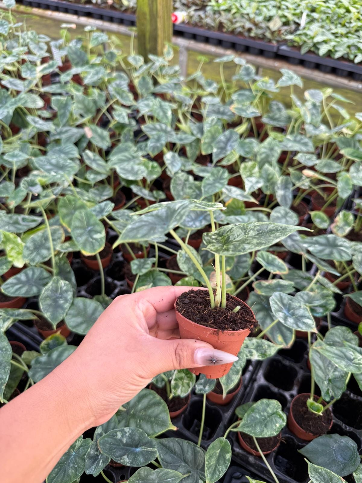 Alocasia Dragon Scale Mint Variegated | Rare Alocasia | Mint Variegation | Aroid Collector Plant | Live Tropical Houseplant