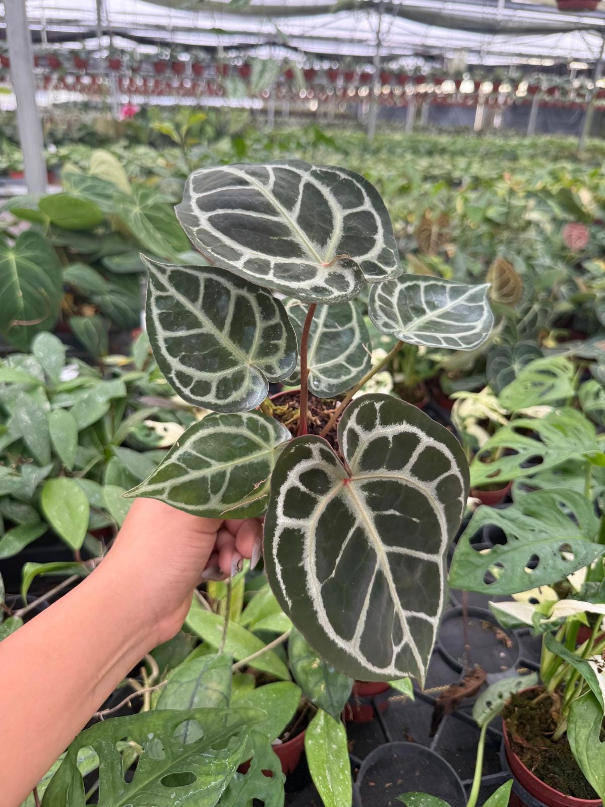 Anthurium Redtiger (Hajiulih) | Rare Anthurium Hybrid | Dark Veins & Red Tiger Pattern | Collector Aroid | Live Tropical Houseplant